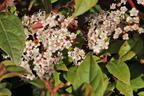 Lorbeer-Schneeball 'Spirit' - Viburnum tinus 'Spirit'