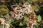 Lorbeer-Schneeball 'Spirit' - Viburnum tinus 'Spirit'