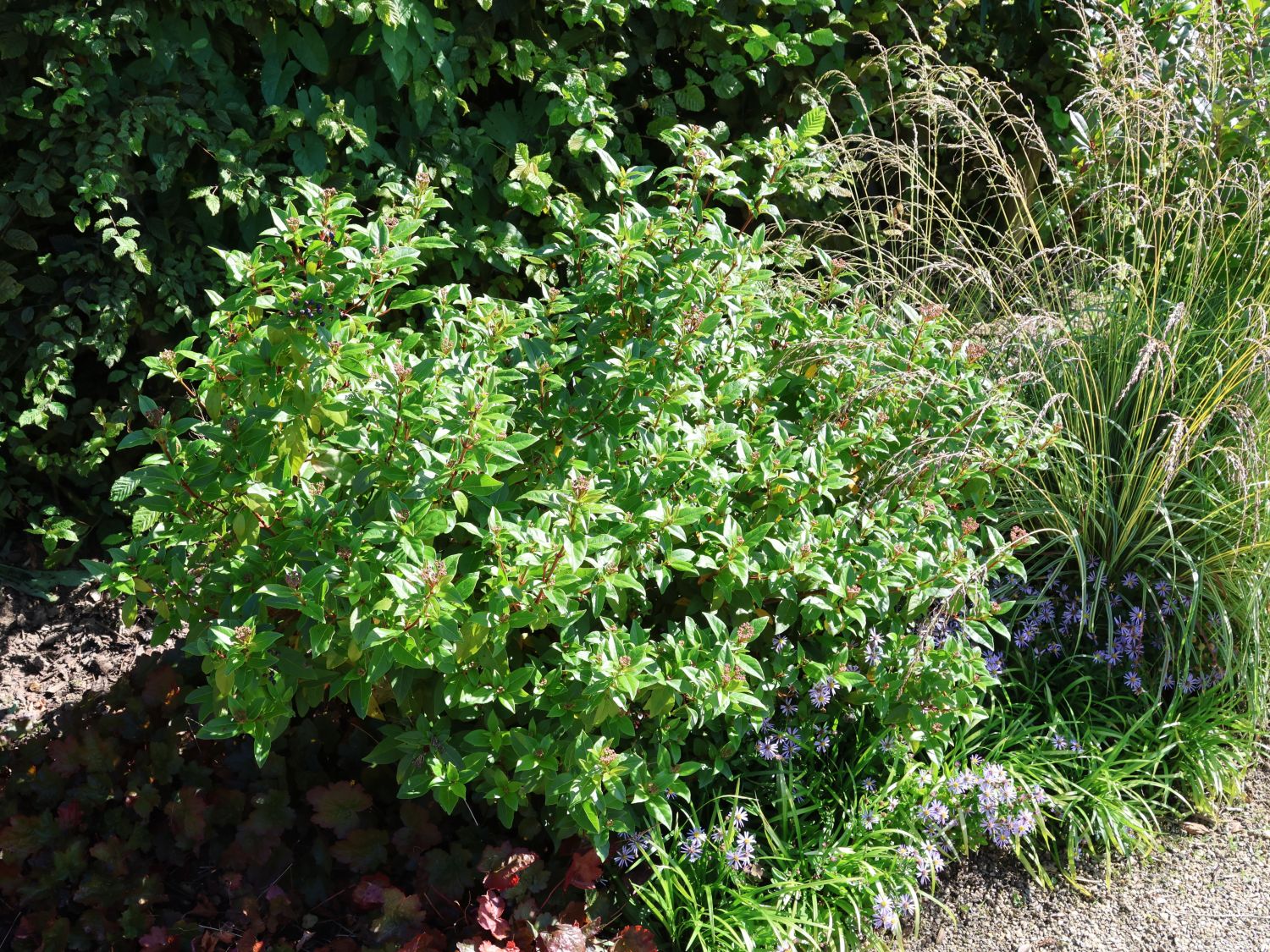 Lorbeer-Schneeball 'Spirit' - Viburnum tinus 'Spirit'