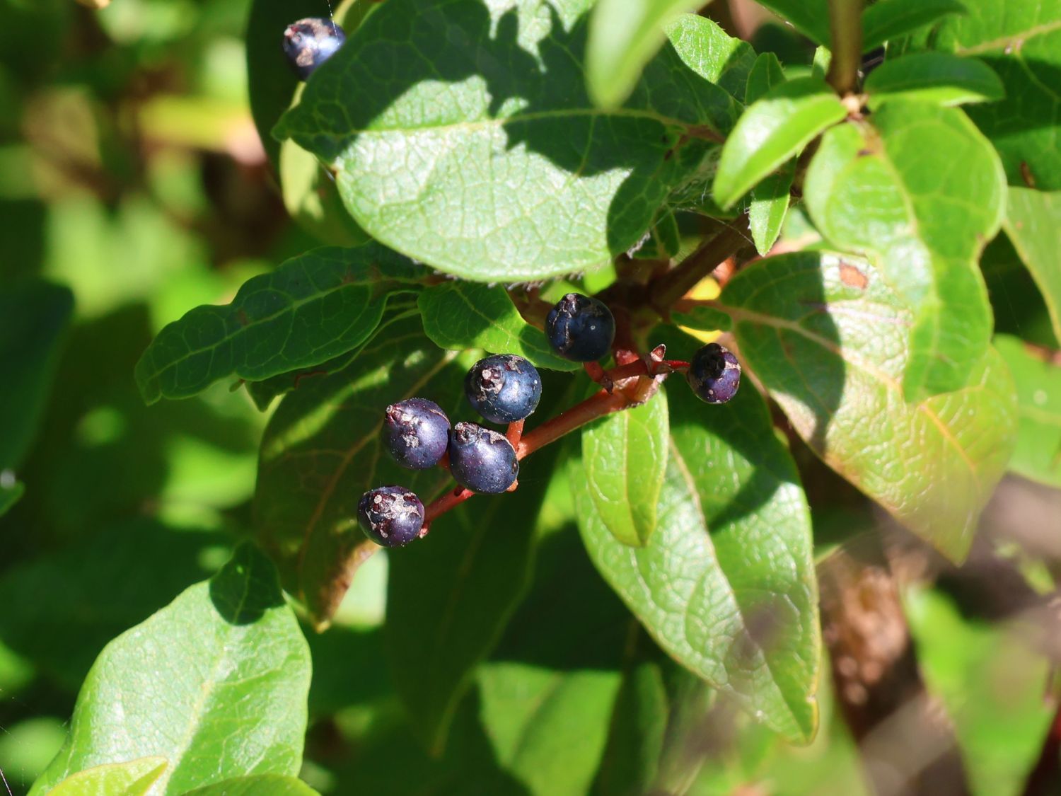 Lorbeer-Schneeball 'Spirit' - Viburnum tinus 'Spirit'