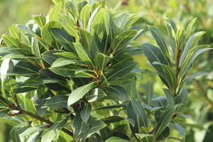 Echter Lorbeer 'Bay Junior'