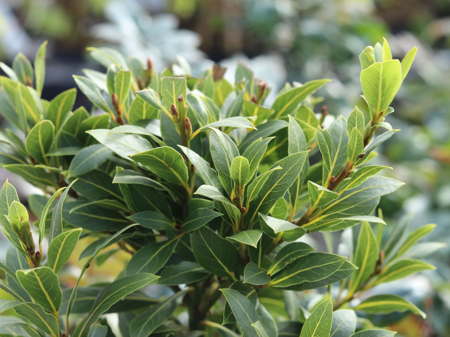 Echter Lorbeer 'Bay Junior' - Laurus nobilis 'Bay Junior'