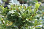 Echter Lorbeer 'Bay Junior' - Laurus nobilis 'Bay Junior'