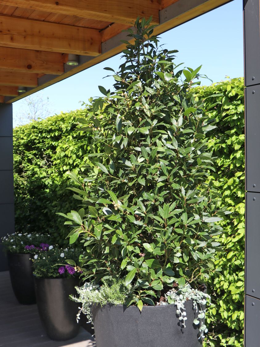 Echter Lorbeer Laurus nobilis Baumschule Horstmann