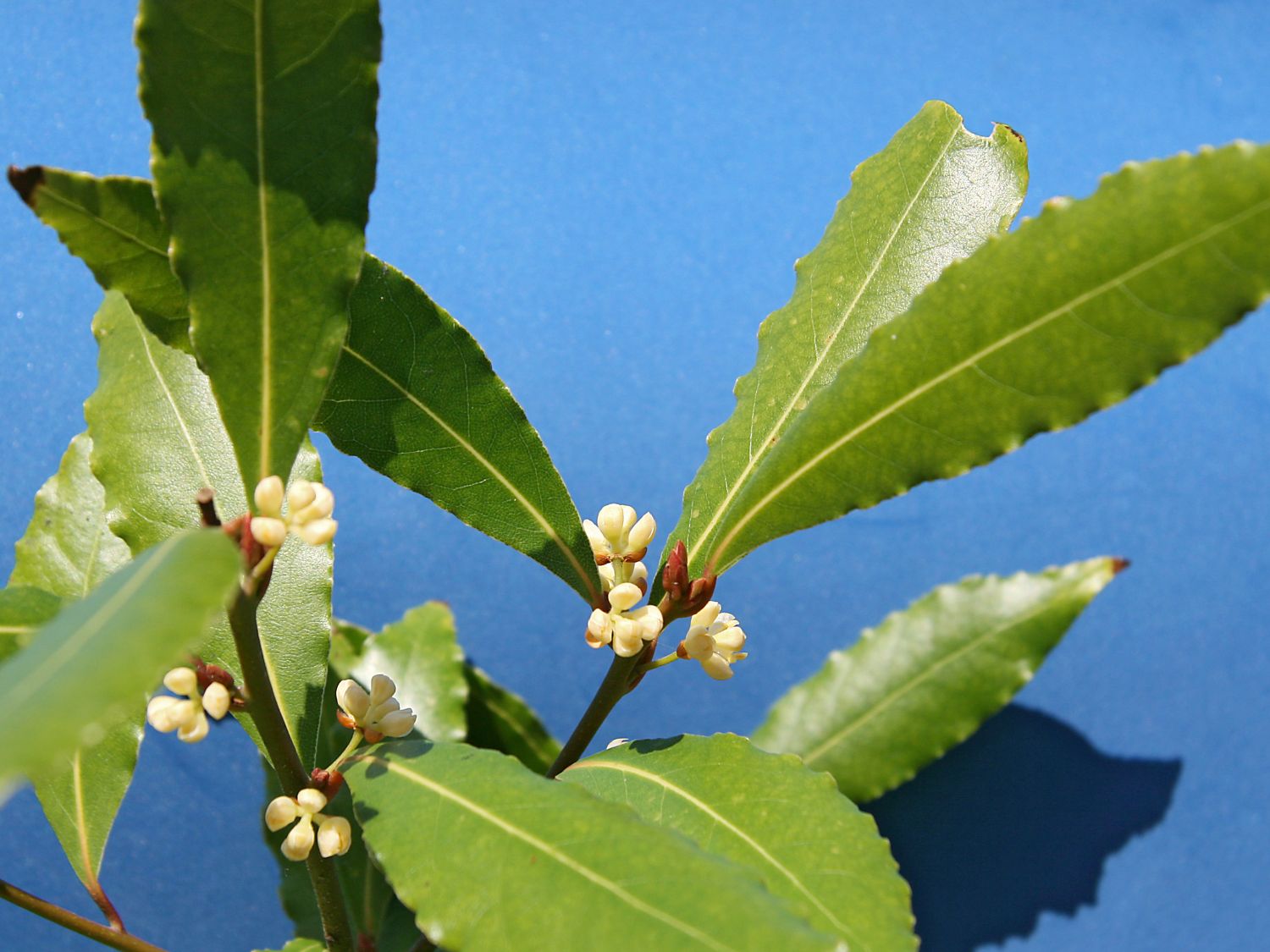 Lorbeergewächse (Lauraceae)