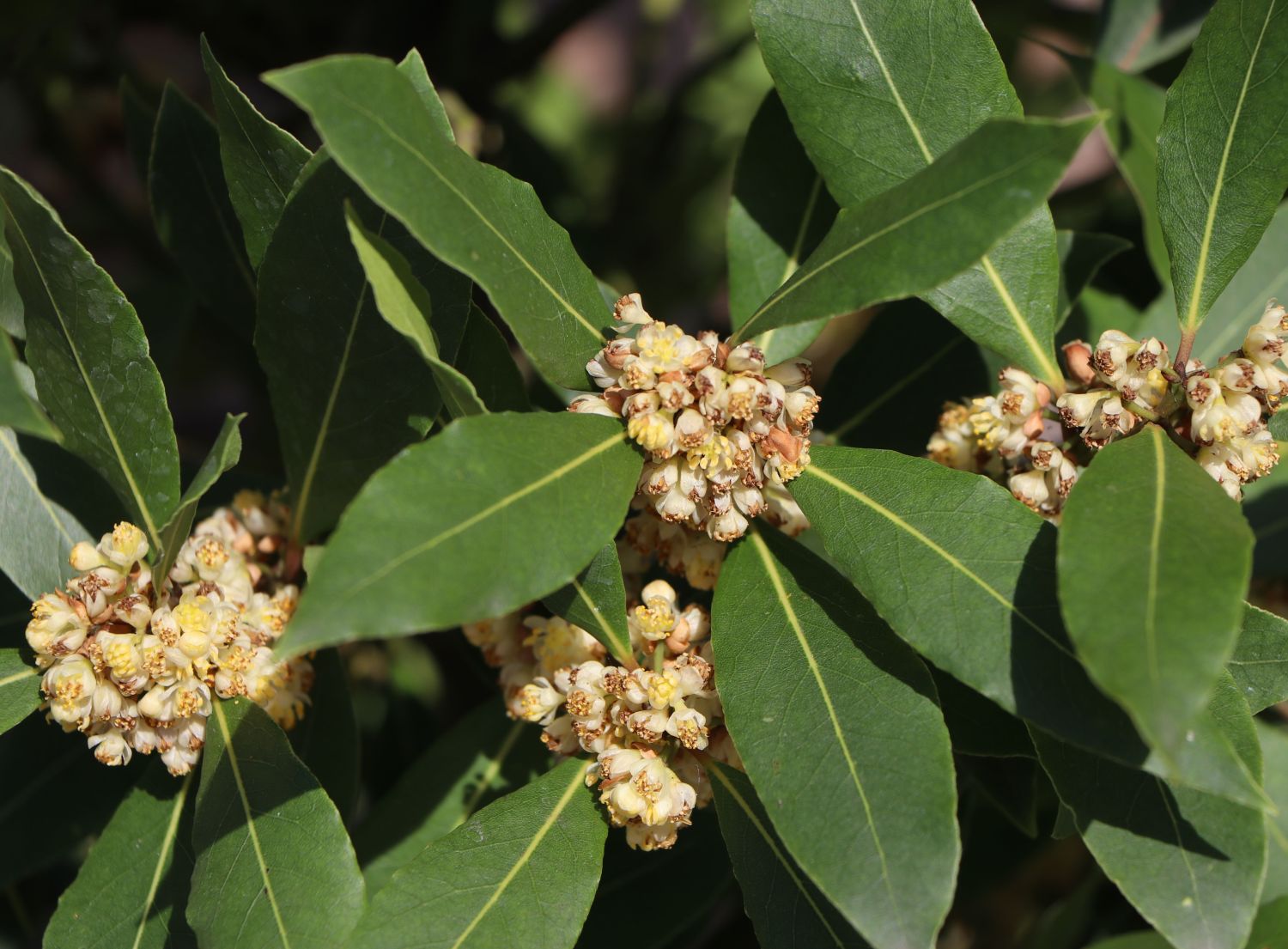 Echter Lorbeer Laurus nobilis Baumschule Horstmann