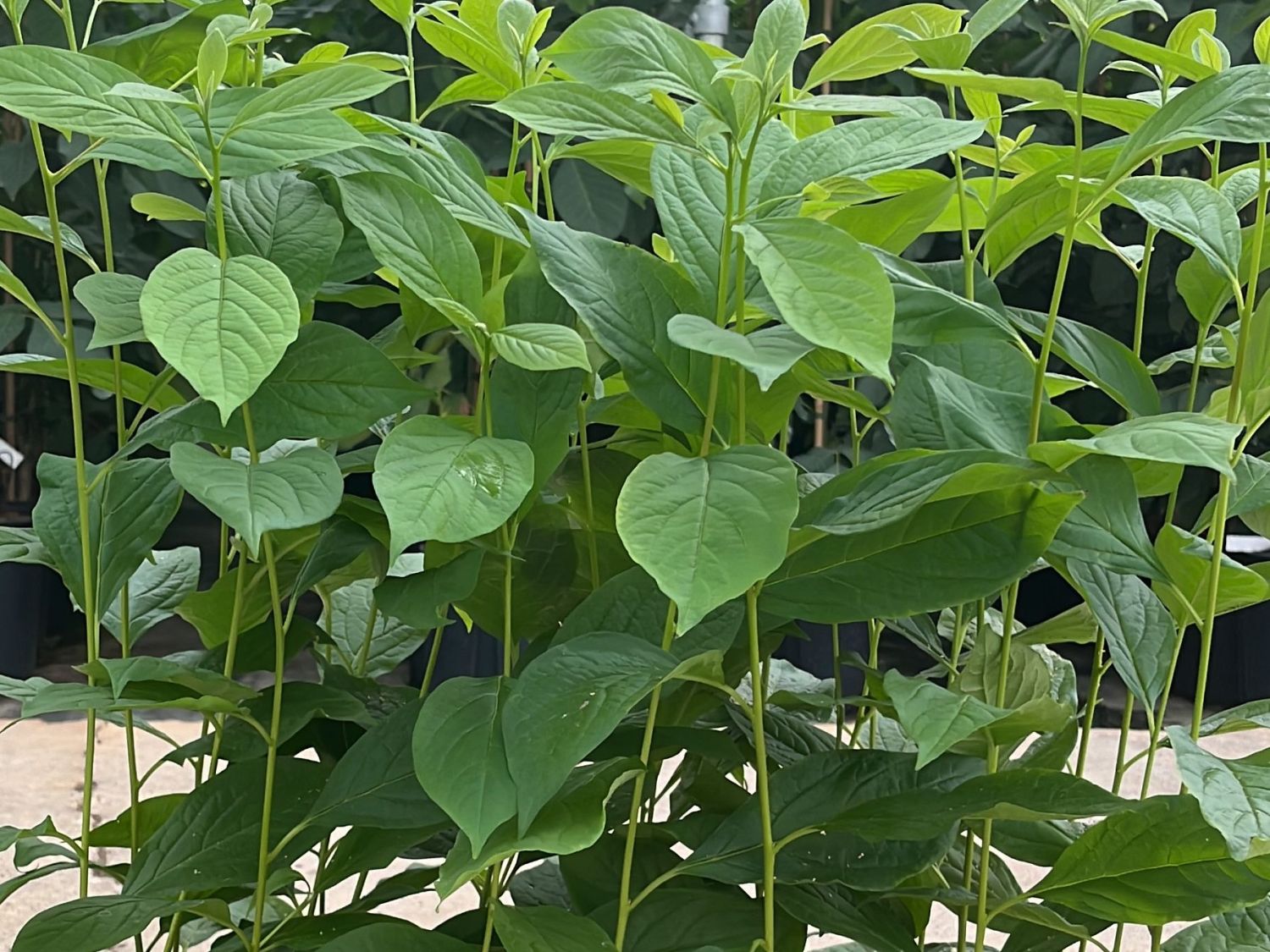 Lotuspflaume - Diospyros lotus