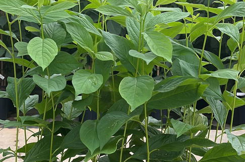 Lotuspflaume - Diospyros lotus