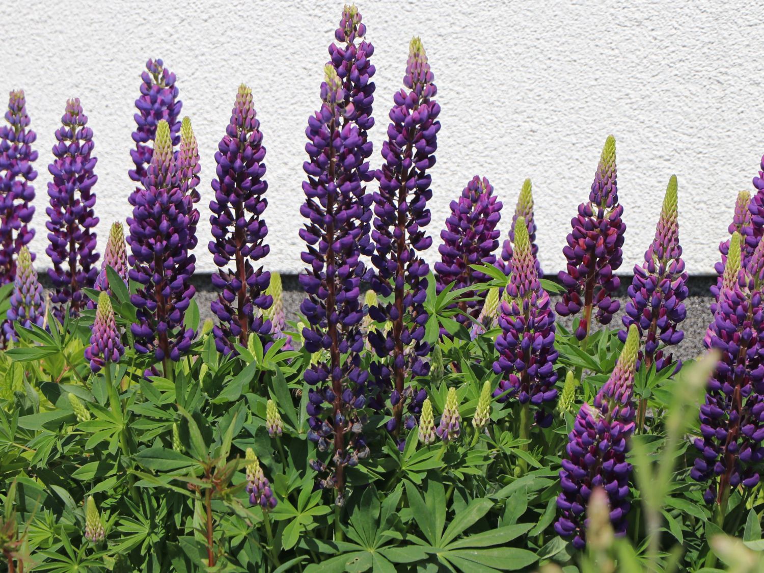 Lupine 'Camelot Blue' ®