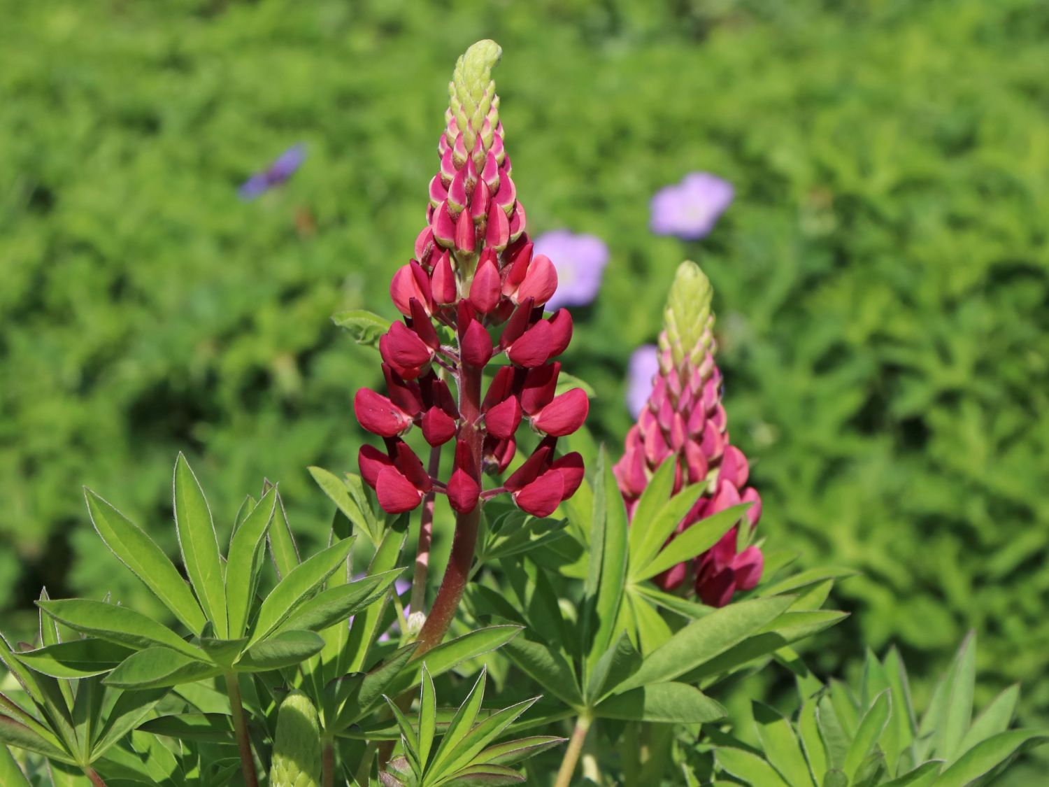 Lupine 'Camelot Red' ®