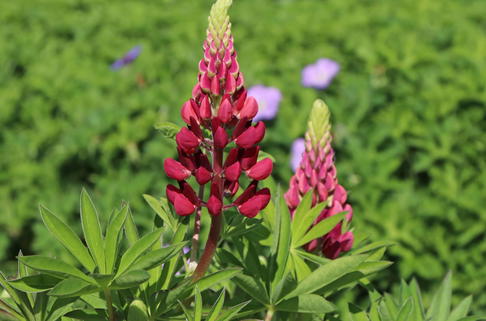 Lupine 'Camelot Red' ® - Lupinus polyphyllus 'Camelot Red' ®