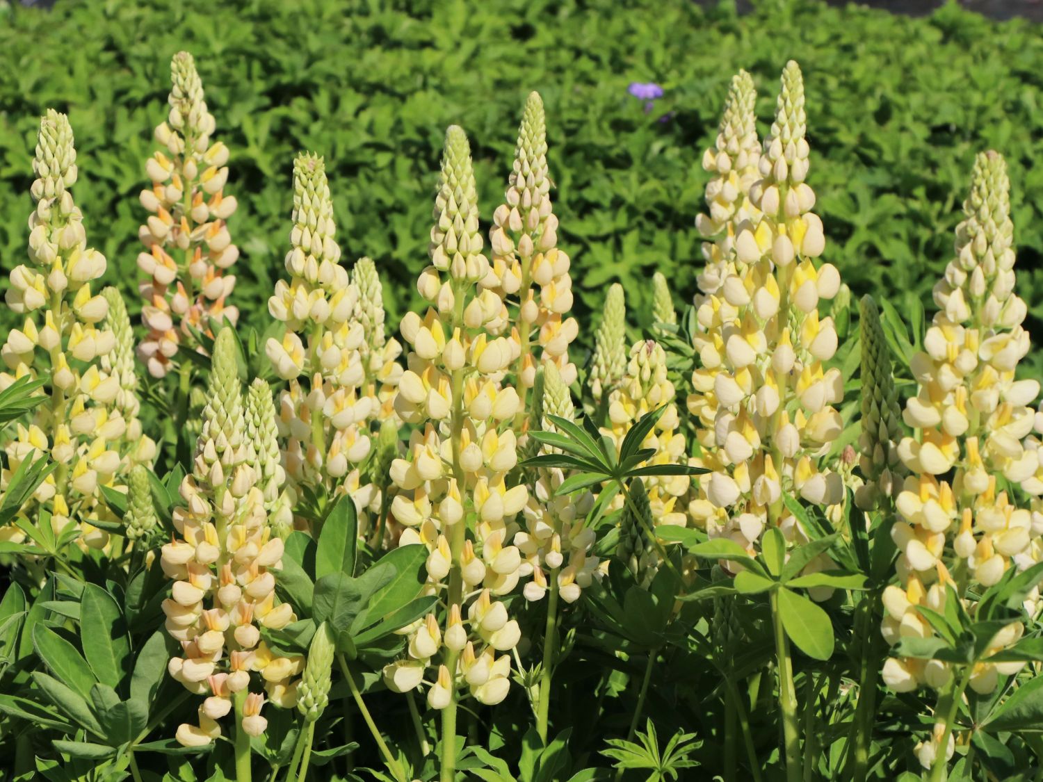 Lupine 'Camelot Yellow' ®