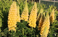 Lupine 'Desert Sun'