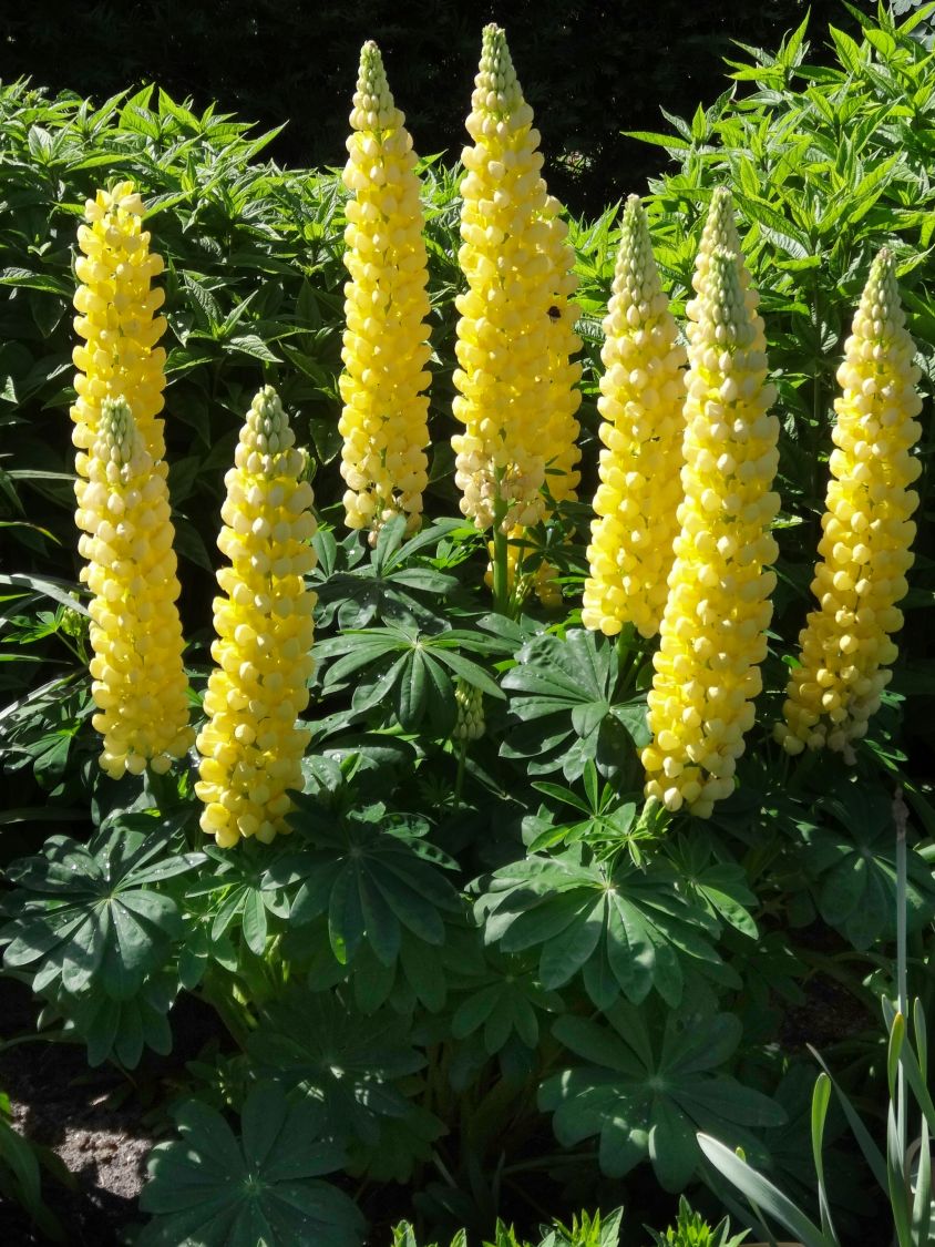 Lupine 'Desert Sun' - Lupinus polyphyllus 'Desert Sun'