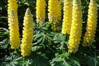 Lupine 'Desert Sun' - Lupinus polyphyllus 'Desert Sun'
