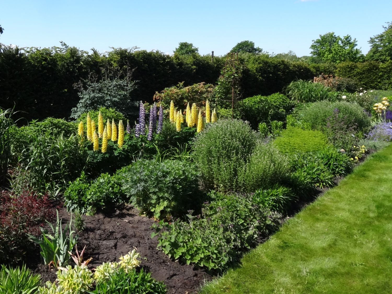 Lupine 'Desert Sun' - Lupinus polyphyllus 'Desert Sun'