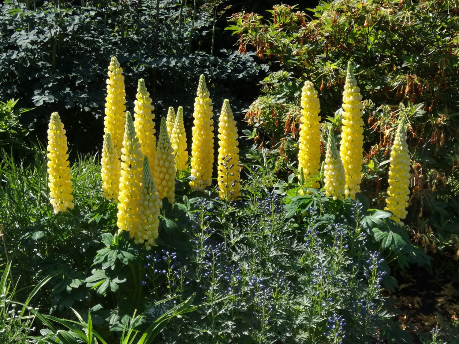 Lupine 'Desert Sun' - Lupinus polyphyllus 'Desert Sun'