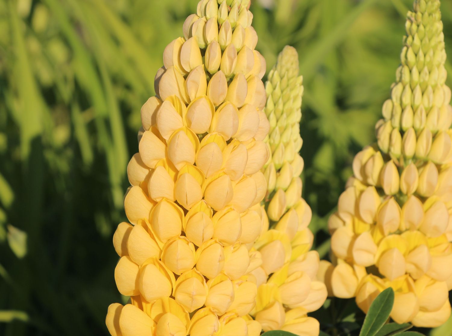 Lupine 'Desert Sun' - Lupinus polyphyllus 'Desert Sun'