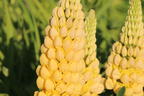 Lupine 'Desert Sun' - Lupinus polyphyllus 'Desert Sun'