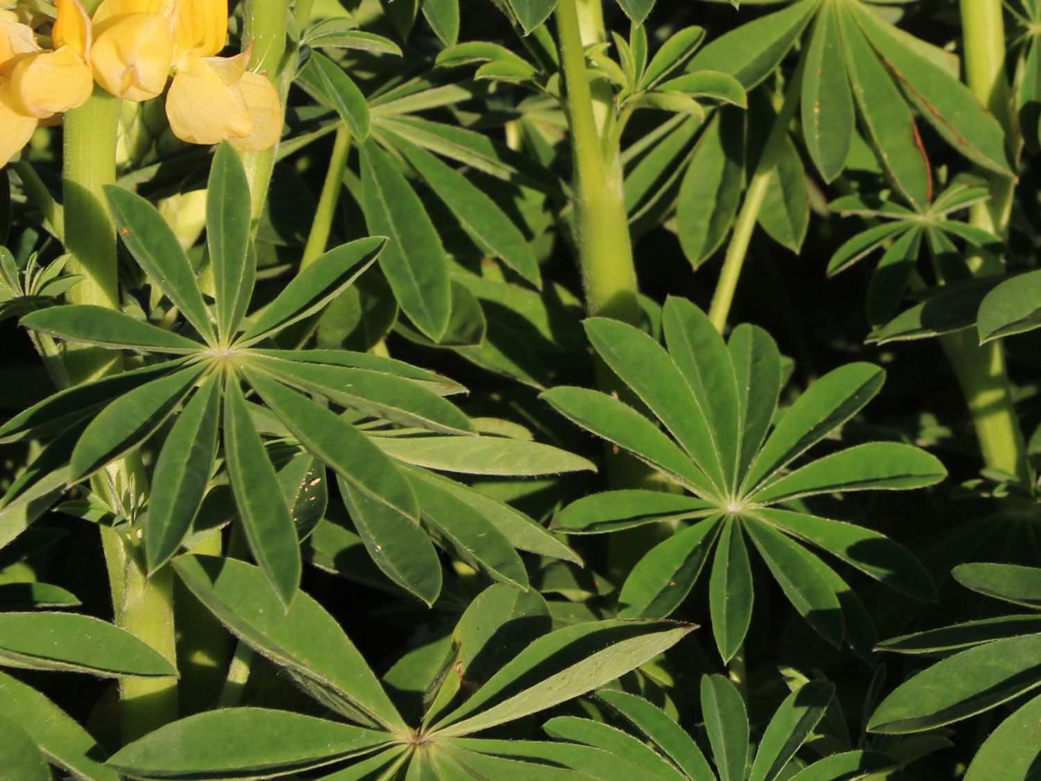 Lupine 'Desert Sun' - Lupinus polyphyllus 'Desert Sun'