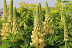Lupine 'Desert Sun' - Lupinus polyphyllus 'Desert Sun'
