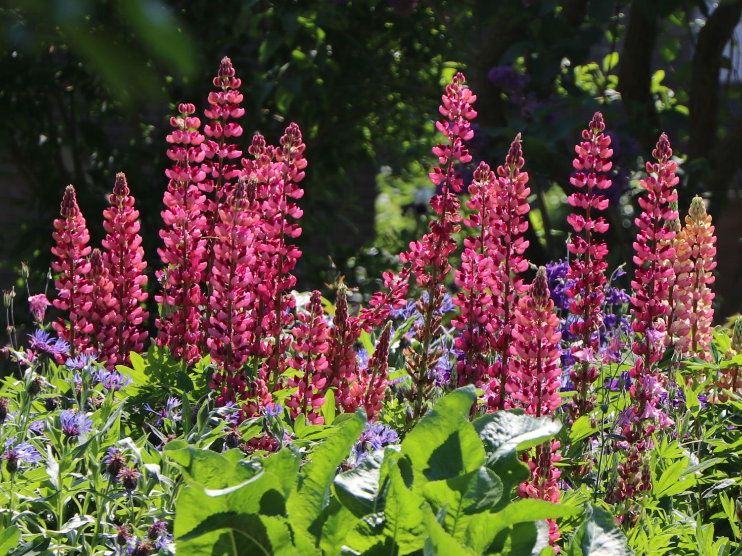 Lupine 'Edelknabe'