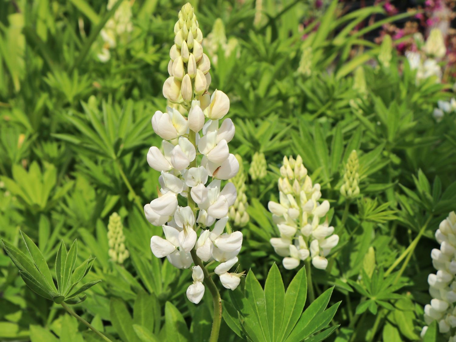 Lupine 'Fräulein' - Lupinus polyphyllus 'Fräulein'