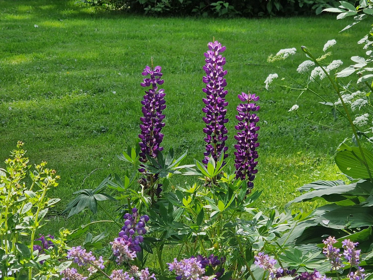 Lupine 'Gallery Blue Shades'