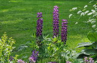 Lupine 'Gallery Blue Shades'