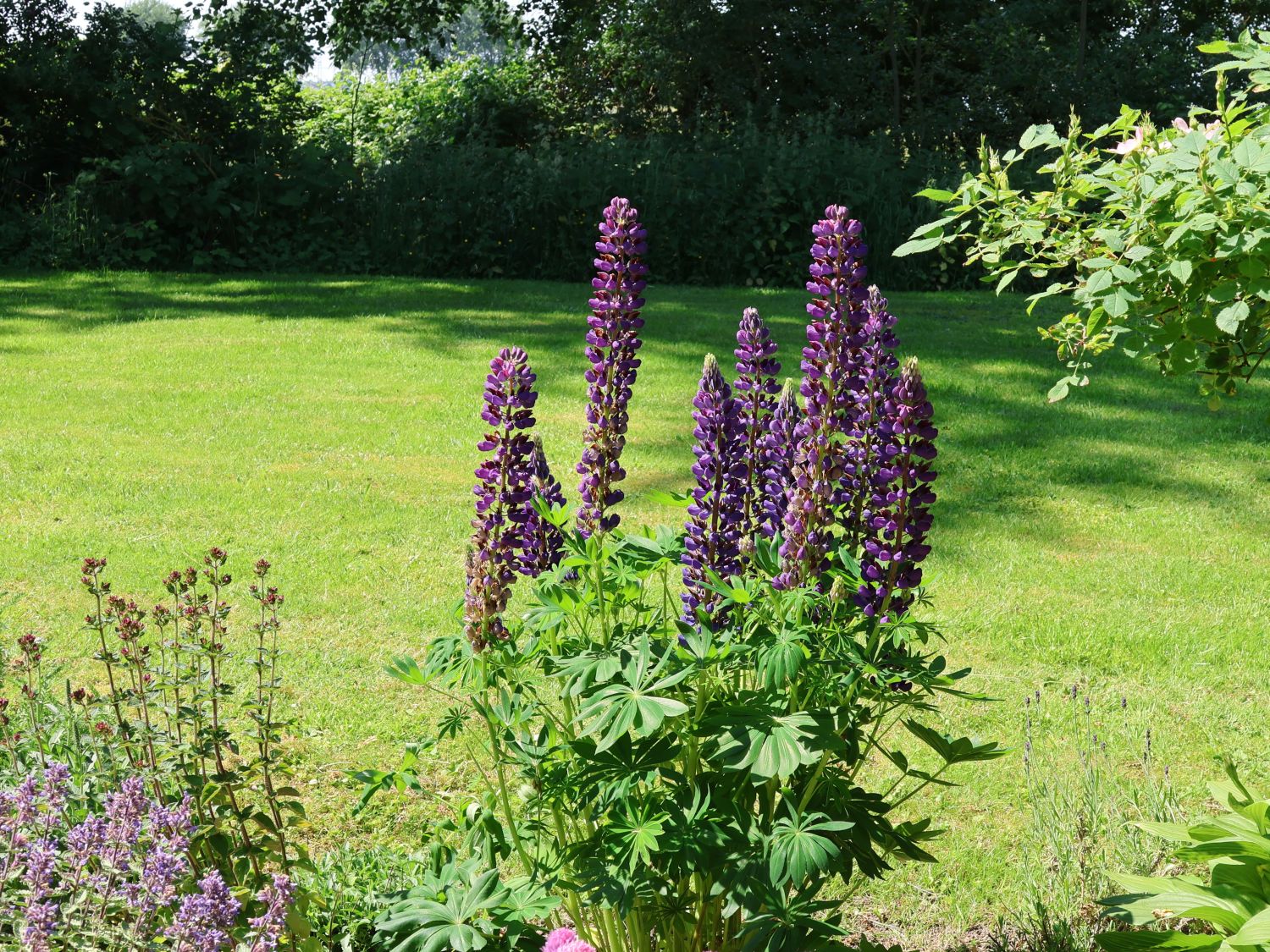 Lupine 'Gallery Blue Shades' - Lupinus polyphyllus 'Gallery Blue Shades'