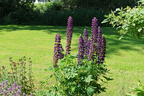 Lupine 'Gallery Blue Shades' - Lupinus polyphyllus 'Gallery Blue Shades'