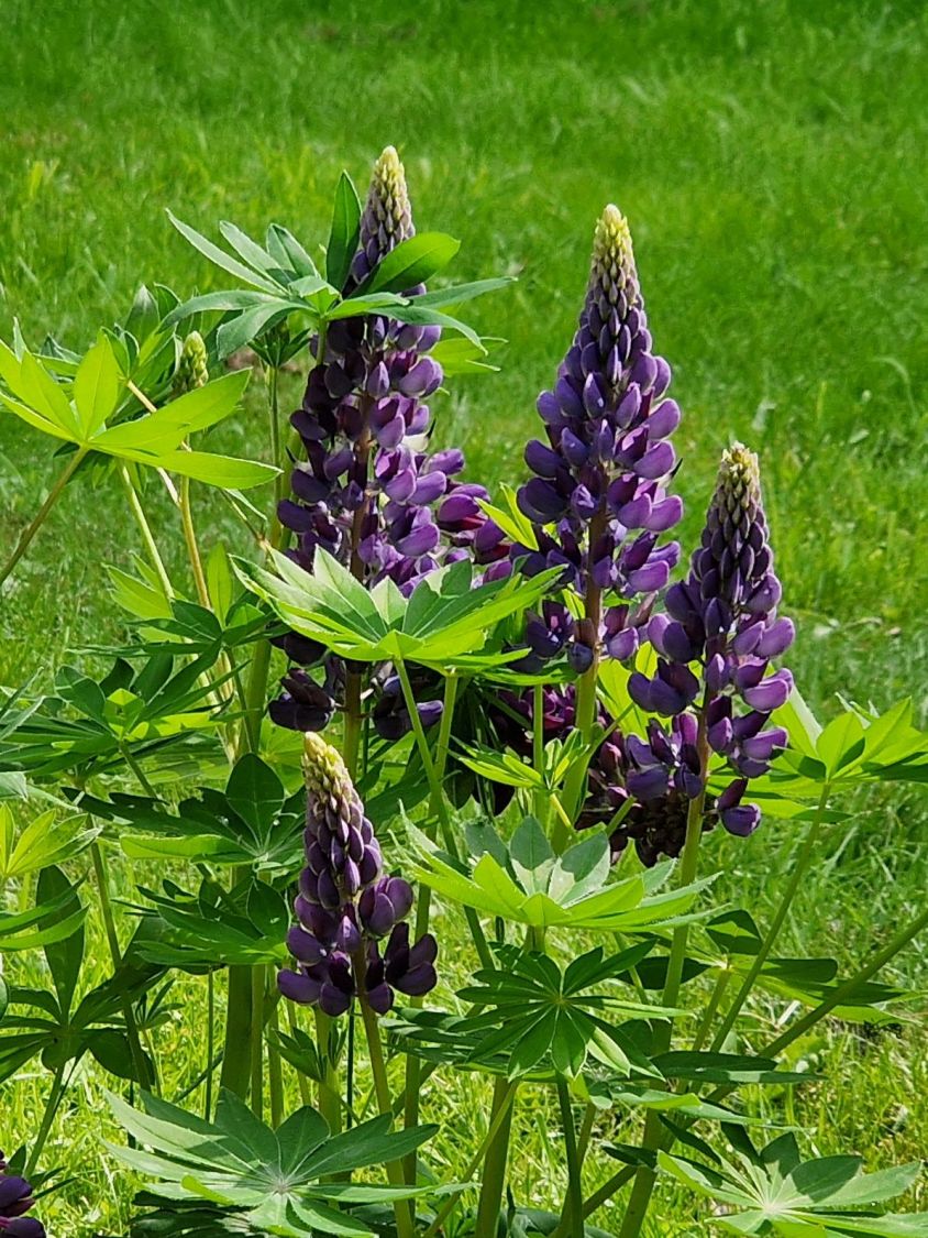 Lupine 'Gallery Blue Shades' - Lupinus polyphyllus 'Gallery Blue Shades'
