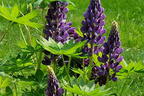 Lupine 'Gallery Blue Shades' - Lupinus polyphyllus 'Gallery Blue Shades'