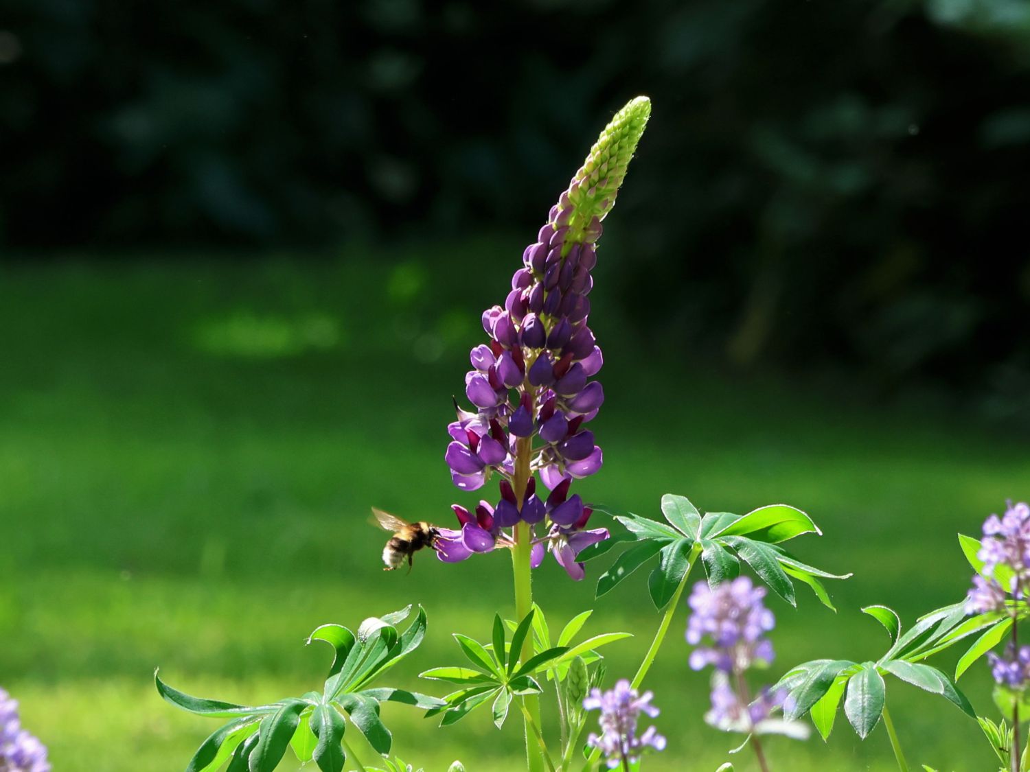 Lupine 'Gallery Blue Shades' - Lupinus polyphyllus 'Gallery Blue Shades'