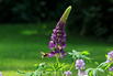 Lupine 'Gallery Blue Shades' - Lupinus polyphyllus 'Gallery Blue Shades'