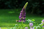 Lupine 'Gallery Blue Shades' - Lupinus polyphyllus 'Gallery Blue Shades'