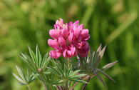 Lupine 'Gallery Pink'