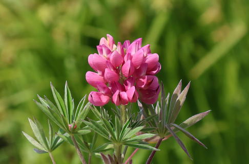 Lupine 'Gallery Pink' - Lupinus polyphyllus 'Gallery Pink'