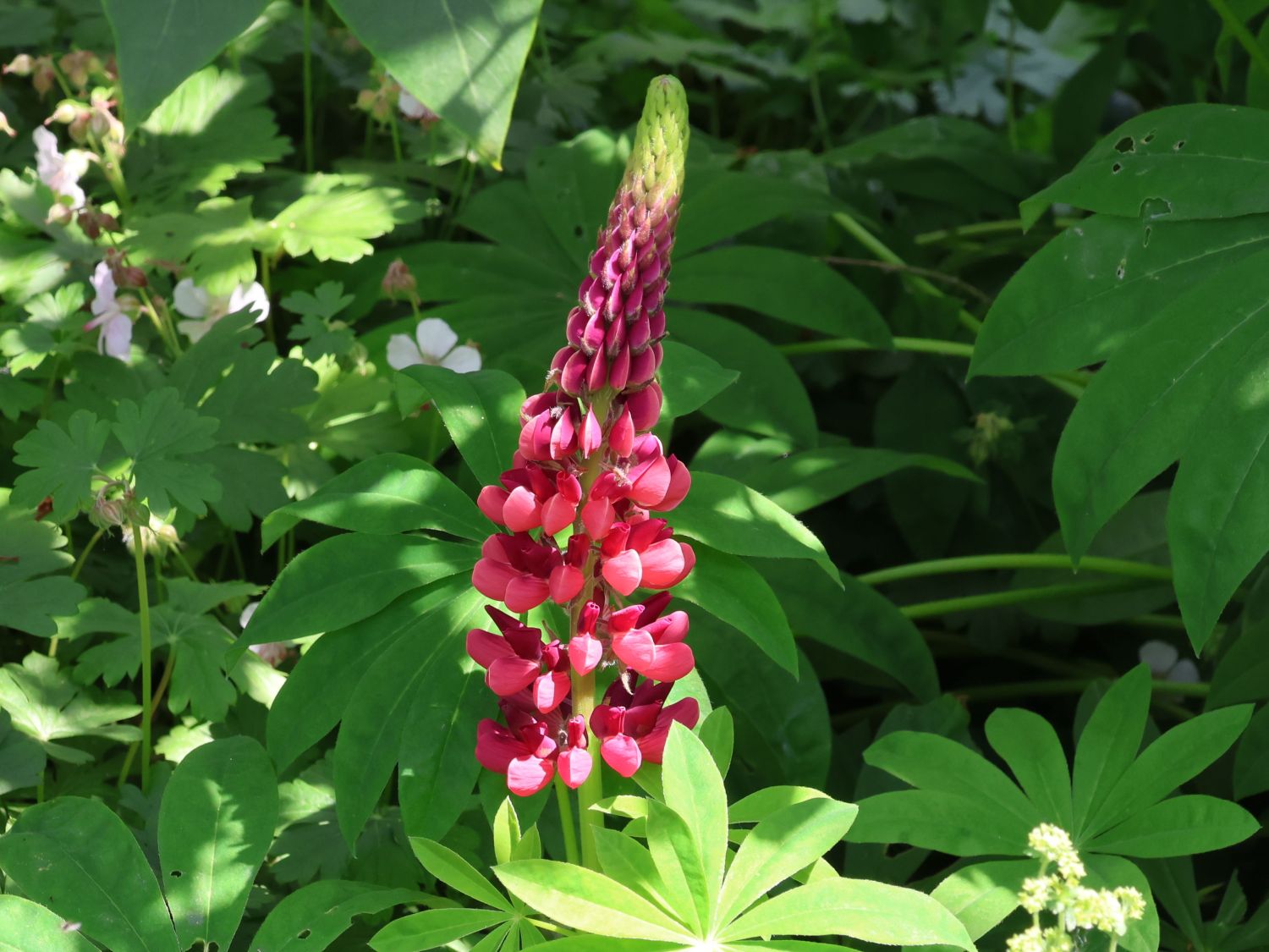 Lupine 'Gallery Red Shades'