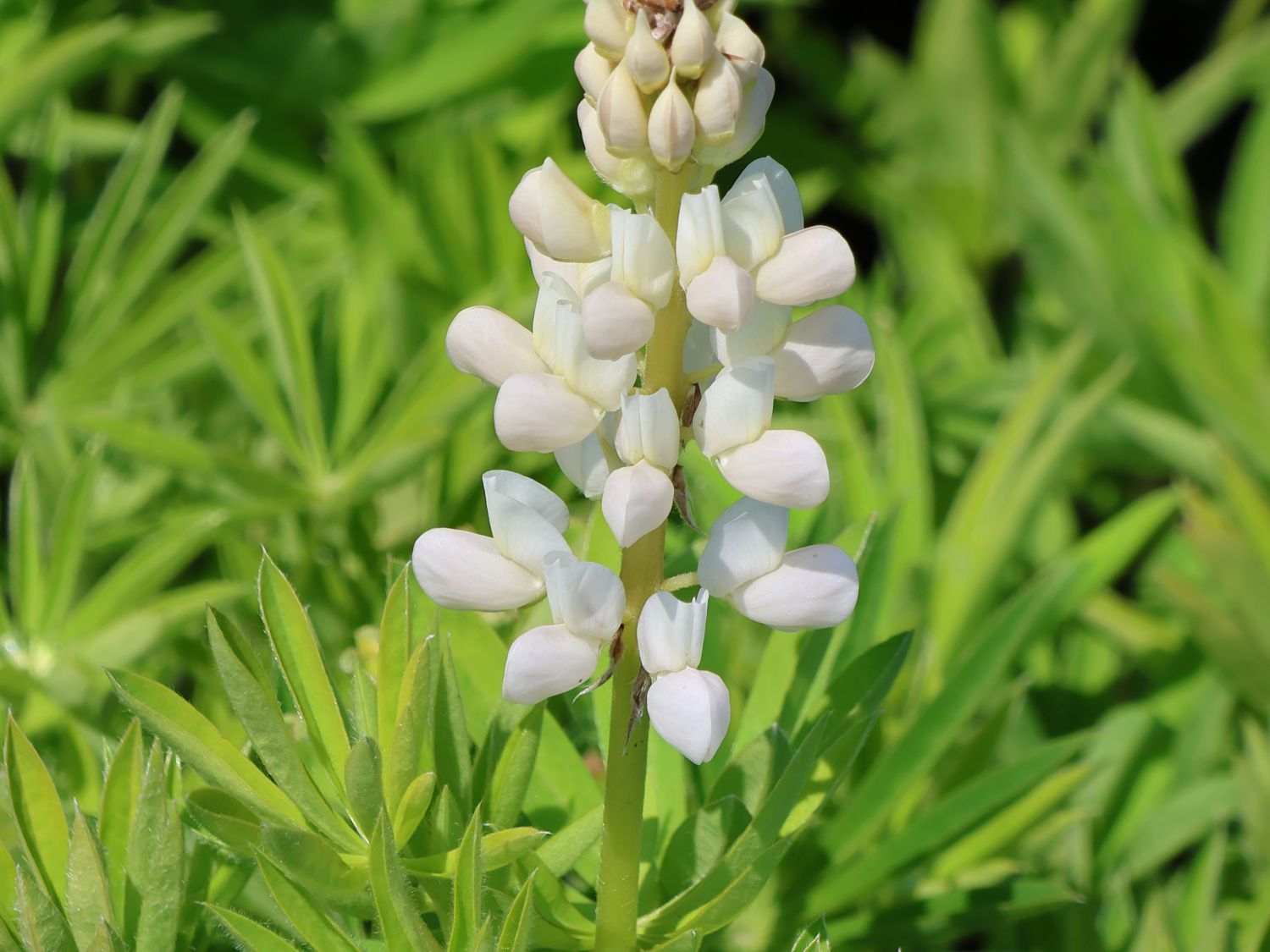 Lupine 'Gallery White Shades'