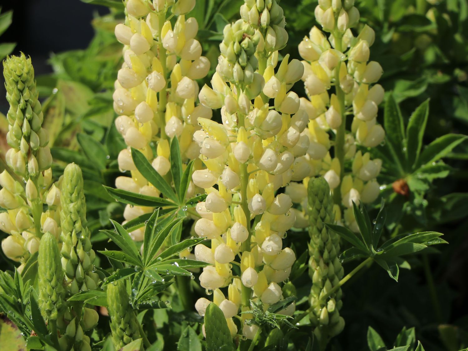 Vielblättrige Lupine 'Nanus Gallery Yellow Shades'