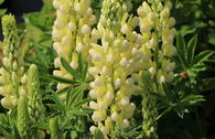 Vielblättrige Lupine 'Nanus Gallery Yellow Shades'