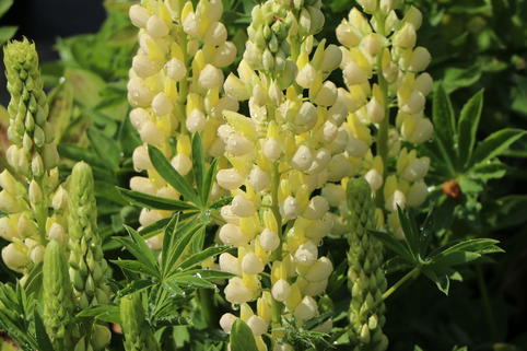 Vielblättrige Lupine 'Nanus Gallery Yellow Shades' - Lupinus polyphyllus 'Nanus Gallery Yellow Shades'