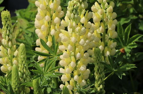 Vielblättrige Lupine 'Nanus Gallery Yellow Shades' - Lupinus polyphyllus 'Nanus Gallery Yellow Shades'