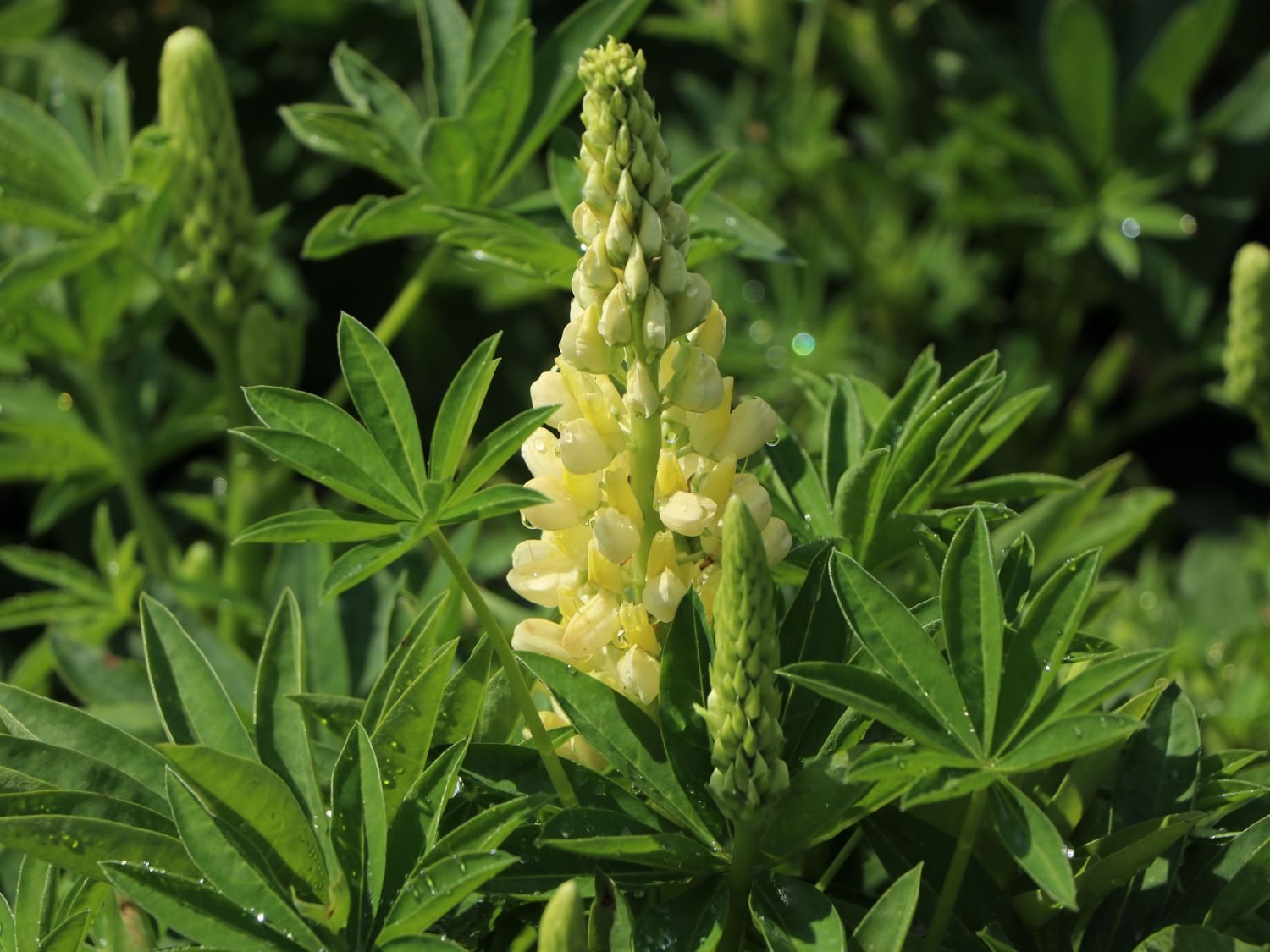 Vielblättrige Lupine 'Nanus Gallery Yellow Shades' - Lupinus polyphyllus 'Nanus Gallery Yellow Shades'