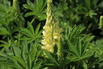 Vielblättrige Lupine 'Nanus Gallery Yellow Shades' - Lupinus polyphyllus 'Nanus Gallery Yellow Shades'