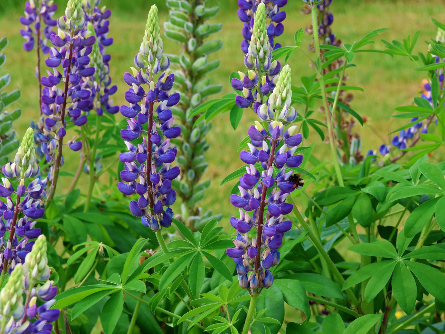 Lupine 'Kastellan'