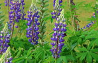 Lupine 'Kastellan'