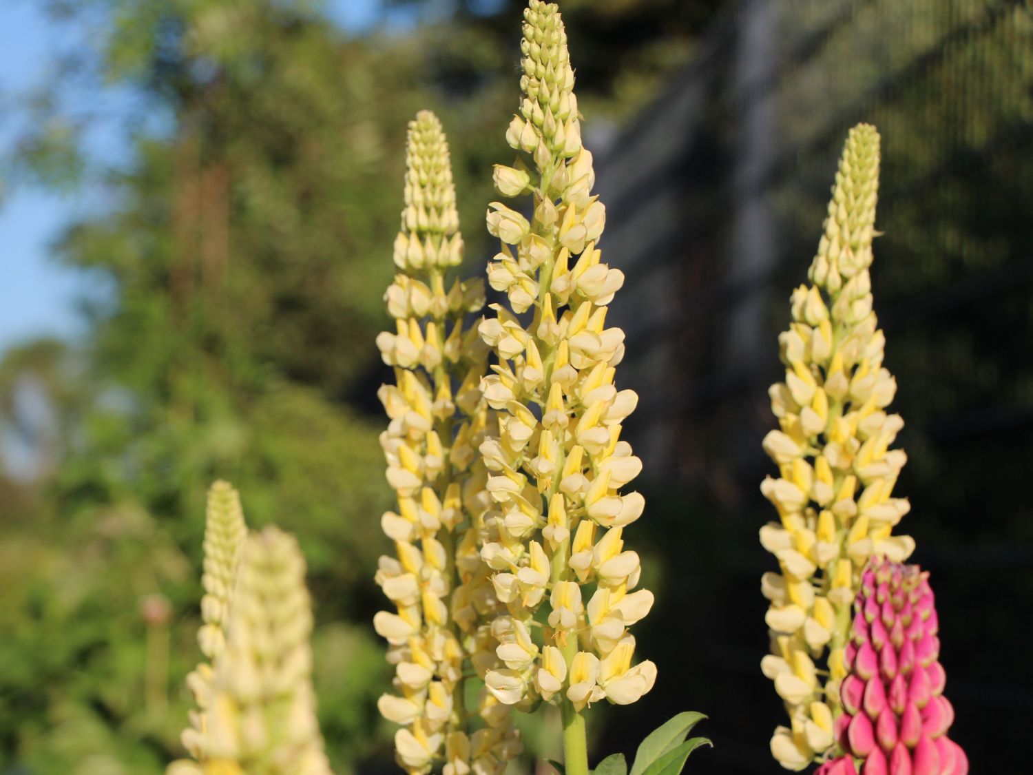 Lupine 'Kronleuchter'