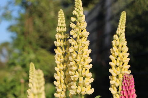 Lupine 'Kronleuchter' - Lupinus polyphyllus 'Kronleuchter'